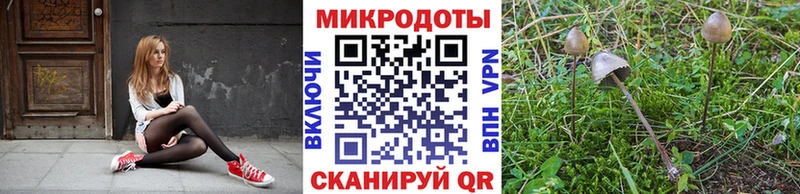 Галлюциногенные грибы Psilocybine cubensis Ишим